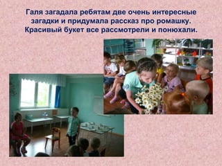Галя загадала ребятам две очень интересные
загадки и придумала рассказ про ромашку.
Красивый букет все рассмотрели и понюхали.

 