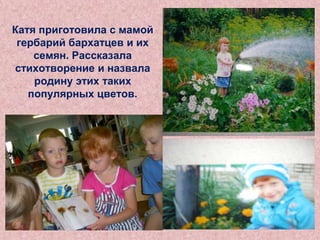 Катя приготовила с мамой
гербарий бархатцев и их
семян. Рассказала
стихотворение и назвала
родину этих таких
популярных цветов.

 