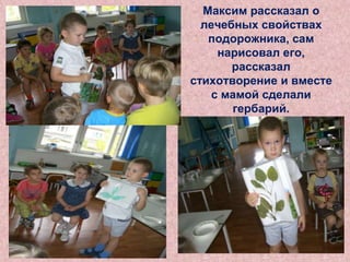 Максим рассказал о
лечебных свойствах
подорожника, сам
нарисовал его,
рассказал
стихотворение и вместе
с мамой сделали
гербарий.

 