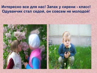 Интересно все для нас! Запах у сирени - класс!
Одуванчик стал седой, он совсем не молодой!

 