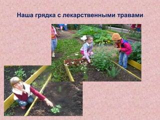 Наша грядка с лекарственными травами

 