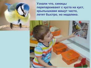 Узнали что, синицы
перепархивают с куста на куст,
крылышками машут часто,
летят быстро, но недалеко.

 