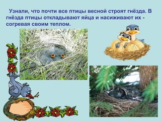 Узнали, что почти все птицы весной строят гнёзда. В
гнёзда птицы откладывают яйца и насиживают их согревая своим теплом.

 