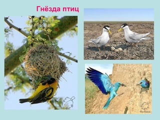 Гнёзда птиц

 