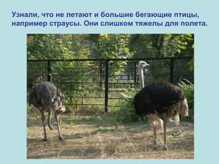 Узнали, что не летают и большие бегающие птицы,
например страусы. Они слишком тяжелы для полета.

 