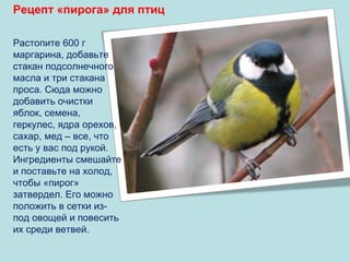 Рецепт «пирога» для птиц
Растопите 600 г
маргарина, добавьте
стакан подсолнечного
масла и три стакана
проса. Сюда можно
добавить очистки
яблок, семена,
геркулес, ядра орехов,
сахар, мед – все, что
есть у вас под рукой.
Ингредиенты смешайте
и поставьте на холод,
чтобы «пирог»
затвердел. Его можно
положить в сетки изпод овощей и повесить
их среди ветвей.

 