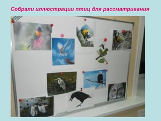 Собрали иллюстрации птиц для рассматривания

А теперь проверим. Угадали ли вы?

 