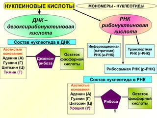 5
НУКЛЕИНОВЫЕ КИСЛОТЫ МОНОМЕРЫ - НУКЛЕОТИДЫ
ДНК –
дезоксирибонуклеиновая
кислота
РНК
рибонуклеиновая
кислота
Состав нуклеотида в ДНК
Состав нуклеотида в РНК
Азотистые
основания:
Аденин (А)
Гуанин (Г)
Цитозин (Ц)
Урацил (У):
Рибоза
Остаток
фосфорной
кислоты
Азотистые
основания:
Аденин (А)
Гуанин (Г)
Цитозин (Ц)
Тимин (Т)
Дезокси-
рибоза
Остаток
фосфорной
кислоты
Информационная
(матричная)
РНК (и-РНК)
Транспортная
РНК (т-РНК)
Рибосомная РНК (р-РНК)
 