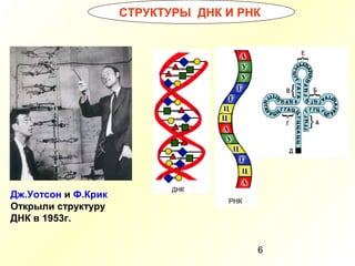 6
СТРУКТУРЫ ДНК И РНК
Дж.Уотсон и Ф.Крик
Открыли структуру
ДНК в 1953г.
 