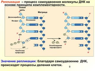 9
Репликация – процесс самоудвоения молекулы ДНК на
основе принципа комплементарности.
Значение репликации: благодаря самоудвоению ДНК,
происходят процессы деления клеток.
 
