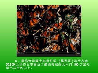 6 、黑脉金斑蝶生态保护区  ( 墨西哥 ) 这片占地 56259 公顷的生态圈位于墨西哥城西北大约 100 公里处草木丛生的山上。  