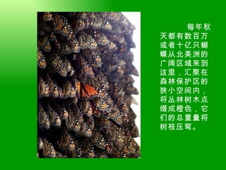 每年秋天都有数百万或者十亿只蝴蝶从北美洲的广阔区域来到这里，汇聚在森林保护区的狭小空间内，将丛林树木点缀成橙色，它们的总重量将树枝压弯。  