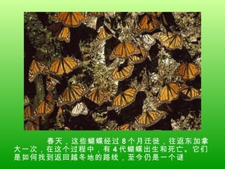 春天，这些蝴蝶经过 8 个月迁徙，往返东加拿大一次，在这个过程中，有 4 代蝴蝶出生和死亡。它们是如何找到返回越冬地的路线，至今仍是一个谜  