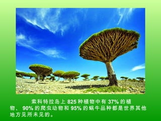 索科特拉岛上 825 种植物中有 37% 的植物、 90% 的爬虫动物和 95% 的蜗牛品种都是世界其他地方见所未见的。  