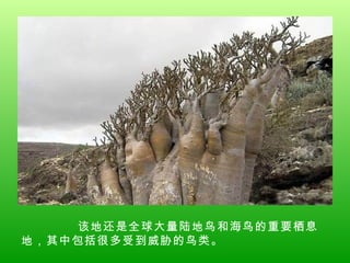该地还是全球大量陆地鸟和海鸟的重要栖息地，其中包括很多受到威胁的鸟类。 
