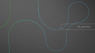P L A N TA S
41
 