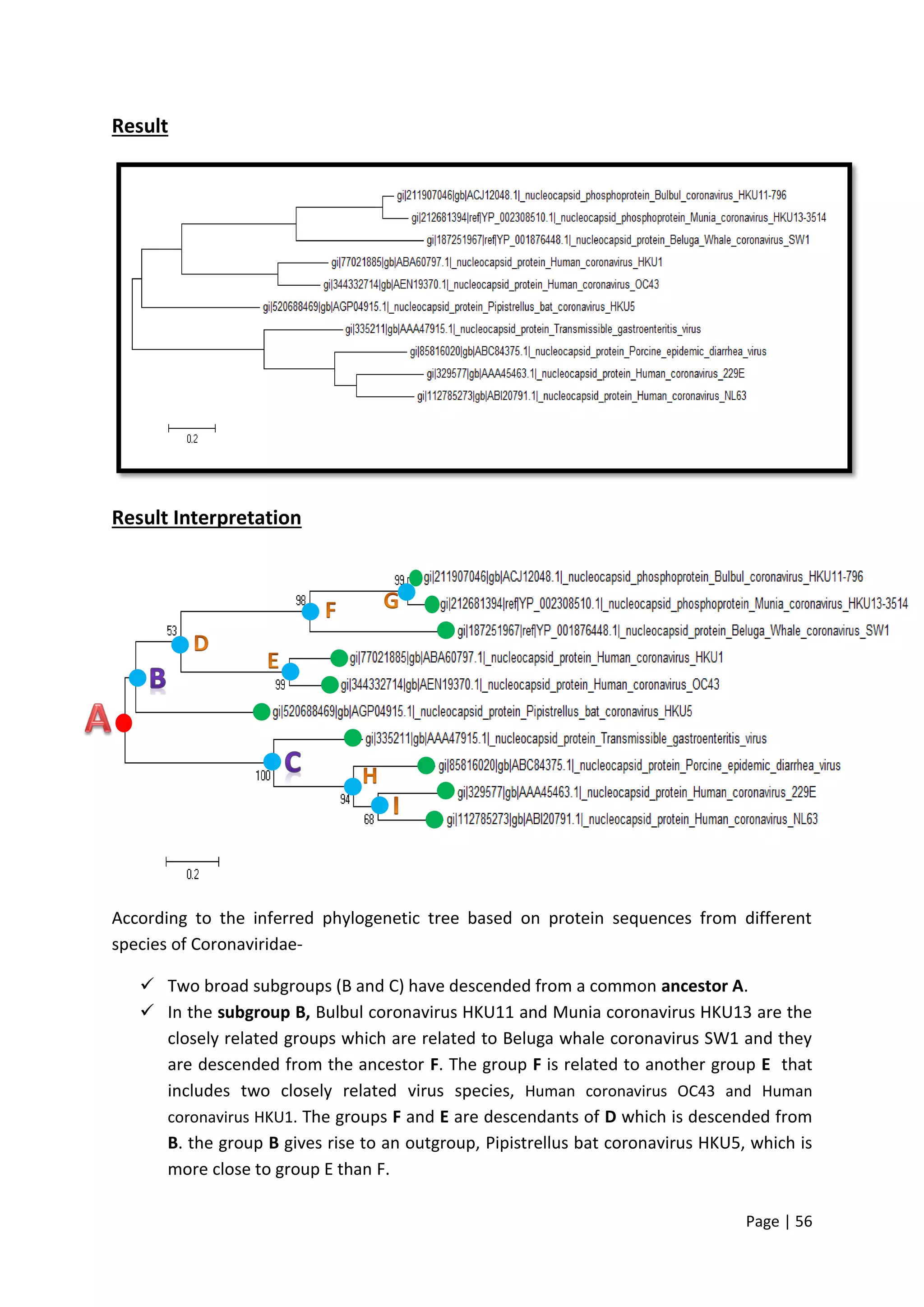 Page | 56
Result
Result Interpretation
According to the inferred phylogenetic tree based on protein sequences from different
species of Coronaviridae-
 Two broad subgroups (B and C) have descended from a common ancestor A.
 In the subgroup B, Bulbul coronavirus HKU11 and Munia coronavirus HKU13 are the
closely related groups which are related to Beluga whale coronavirus SW1 and they
are descended from the ancestor F. The group F is related to another group E that
includes two closely related virus species, Human coronavirus OC43 and Human
coronavirus HKU1. The groups F and E are descendants of D which is descended from
B. the group B gives rise to an outgroup, Pipistrellus bat coronavirus HKU5, which is
more close to group E than F.
 