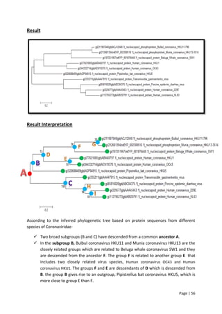 Page | 56
Result
Result Interpretation
According to the inferred phylogenetic tree based on protein sequences from different
species of Coronaviridae-
 Two broad subgroups (B and C) have descended from a common ancestor A.
 In the subgroup B, Bulbul coronavirus HKU11 and Munia coronavirus HKU13 are the
closely related groups which are related to Beluga whale coronavirus SW1 and they
are descended from the ancestor F. The group F is related to another group E that
includes two closely related virus species, Human coronavirus OC43 and Human
coronavirus HKU1. The groups F and E are descendants of D which is descended from
B. the group B gives rise to an outgroup, Pipistrellus bat coronavirus HKU5, which is
more close to group E than F.
 