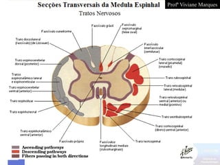Profª Viviane Marques
 