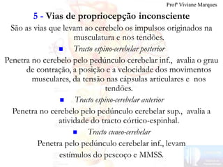 5 - Vias de propriocepção inconsciente
São as vias que levam ao cerebelo os impulsos originados na
musculatura e nos tendões.
 Tracto espino-cerebelar posterior
Penetra no cerebelo pelo pedúnculo cerebelar inf., avalia o grau
de contração, a posição e a velocidade dos movimentos
musculares, da tensão nas cápsulas articulares e nos
tendões.
 Tracto espino-cerebelar anterior
Penetra no cerebelo pelo pedúnculo cerebelar sup., avalia a
atividade do tracto córtico-espinhal.
 Tracto cuneo-cerebelar
Penetra pelo pedúnculo cerebelar inf., levam
estímulos do pescoço e MMSS.
Profª Viviane Marques
 