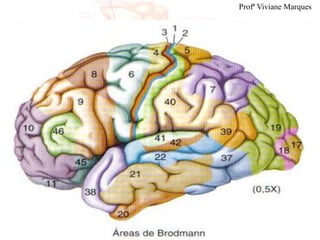 Profª Viviane Marques
 