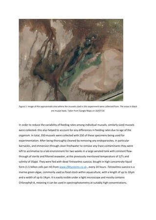 Figure 1: Image of the approximate area where the mussels used in this experiment were collected from. The areas in black
are mussel beds. Taken from Google Maps on 16/07/16.
In order to reduce the variability of feeding rates among individual mussels, similarly sized mussels
were collected- this also helped to account for any differences in feeding rates due to age of the
organism. In total, 350 mussels were collected with 250 of these specimens being used for
experimentation. After being thoroughly cleaned by removing any endoparasites, in particular
barnacles, and immersion through clean freshwater to remove any trace contaminants they were
left to acclimatise to a lab environment for two weeks in a large aerated tank with constant flow-
through of sterile and filtered seawater, at the previously mentioned temperature of 120
c and
salinity of 35ppt. They were fed with dead Tetraselmis suecica, bought in high concentrate liquid
form (1.5 billion cells per ml) from www.ZMsystems.co.uk , every 24 hours. Tetraselmis suecica is a
marine green algae, commonly used as food-stock within aquaculture, with a length of up to 10ųm
and a width of up to 14ųm. It is easily visible under a light microscope and mostly contains
Chlorophyll-A, meaning it can be used in spectrophotometry at suitably high concentrations.
 