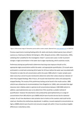 Figure 2: Microscope image of Tetraselmis suecica within a water sample. Obtained from www.youtube.com on 20/07/16.
Previous experiments involving feeding within M. edulis and closely-related species have utilised T.
suecicca as a food source (Nielsen & Strømgren, 1991, Wong & Levinton, 2004, Vasconcelos, 1995),
validating their suitability for this investigation. Dead T. suecica were used, in order to prevent
changes in algal concentration in the water due to algae reproducing, which could bias results.
Preliminary testing was performed to determine how long noise exposure should run for,
appropriate algal concentrations within the water, and appropriate quantification. 25 mussels were
acclimated in a small tank containing 10l of water for 24 hours before the water was inoculated with
Tetraselmis to make the cell concentration within the water 3000 cells/ml. 3 water samples were
taken every hour and all mussels monitored to determine when their valves closed (an indicator of
when they stopped feeding). After 4 hours, all mussels had closed their valves and subsequently
stopped feeding. The results of this preliminary testing can be found in the results section. 3000
cells/ml was utilised due to recommendations from Riisgȧrd et al. (1981), who concluded that algal
clearance rate in Mytilus edulis is optimal at cell concentrations between 1500-3000 cells/ml In
addition, spectrophotometry was run to determine if this would be a suitable method of
quantification- however the absorbance rates produced by spectrophotometry at a range of
concentrations from 300 cells/ml up to 30000 cells/ml were found to be too low for statistical
analysis. At such low absorbance rates variation due to marks on the cuvettes used could not be
ruled out, therefore this method was abandoned. In addition, mussels exposed to concentrations as
high as 30000 cells/ml were found to not consume enough cells within 3 hours to produce tangible
differences in absorbency rates.
 