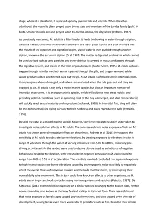 stage, where it is planktonic, it is preyed upon by juvenile fish and jellyfish. When it reaches
adulthood, the mussel is often preyed upon by sea stars and members of the Laridae family (gulls) in
birds. Smaller mussels are also preyed upon by Nucella lapillus, the dog whelk (Petraitis, 1987).
As previously mentioned, M. edulis is a filter feeder. It feeds by drawing in water through a siphon,
where it is then pulled into the branchial chamber, and labial palps isolate and push the food into
the mouth of the organism and digestion begins. Waste water is then pushed through another
siphon, known as the excurrent siphon (Dral, 1967). The matter is digested, and matter which cannot
be used as food such as sand particles and other detritus is covered in mucus and passed through
the digestive system, and leaves in the form of pseudofaeces (Foster-Smith, 1975). M. edulis uptakes
oxygen through a similar method- water is passed through the gills, and oxygen removed while
waste products added and filtered back out the gill. As M. edulis is often present in intertidal zones,
it only respires when submerged, and valves remain closed when the tide goes out and they are
exposed to air. M. edulis is not only a model marine species but also an important member of
intertidal ecosystems. It is an opportunistic species, which will colonise new areas rapidly, and
providing optimal conditions (such as spending most of the day submerged, and ideal temperatures)
will quickly reach sexual maturity and reproduce (Suchanek, 1978). In intertidal flats, they will often
be the dominant species owing partially to their hardiness and quick reproductive cycle (Petraitis,
1995).
Despite its status as a model marine species however, very little research has been undertaken to
investigate noise pollution effects in M. edulis. The only research into noise exposure effects on M.
edulis has shown generally negative effects on the animals. Roberts et al (2015) investigated the
sensitivity of M. edulis to substrate-borne vibrations, by creating exposure to vibrations in-situ. A
range of vibrations through the water at varying intensities from 5 Hz to 410 Hz, mimicking pile-
driving activities within the seabed were used and valve closure used as an indicator of negative
behavioural response to vibration, with thresholds for negative behaviour in M. edulis found to
range from 0.06 to 0.55 m s-2
acceleration. The scientists involved concluded that repeated exposure
to high-intensity substrate-borne vibrations caused by anthropogenic noise was likely to negatively
affect the overall fitness of individual mussels and the beds that they form, by interrupting their
normal daily valve movement. This in turn could have knock-on effects to other organisms, as M.
edulis are an important food source for many marine organisms and seabirds (Petraitis, 1987). De
Soto et al. (2013) examined noise exposure on a similar species belonging to the bivalve class, Pecten
novaezealandiae, also known as the New Zealand Scallop, in its larval form. Their research found
that noise exposure at larval stages caused body malformations, and also slowed down the rate of
development, leaving larvae even more vulnerable to predators such as fish. Based on their similar
 