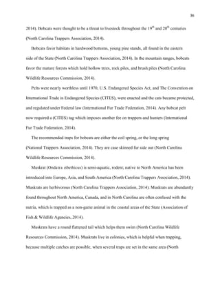36
2014). Bobcats were thought to be a threat to livestock throughout the 19th
and 20th
centuries
(North Carolina Trappers Association, 2014).
Bobcats favor habitats in hardwood bottoms, young pine stands, all found in the eastern
side of the State (North Carolina Trappers Association, 2014). In the mountain ranges, bobcats
favor the mature forests which hold hollow trees, rock piles, and brush piles (North Carolina
Wildlife Resources Commission, 2014).
Pelts were nearly worthless until 1970, U.S. Endangered Species Act, and The Convention on
International Trade in Endangered Species (CITES), were enacted and the cats became protected,
and regulated under Federal law (International Fur Trade Federation, 2014). Any bobcat pelt
now required a (CITES) tag which imposes another fee on trappers and hunters (International
Fur Trade Federation, 2014).
The recommended traps for bobcats are either the coil spring, or the long spring
(National Trappers Association, 2014). They are case skinned fur side out (North Carolina
Wildlife Resources Commission, 2014).
Muskrat (Ondatra zibethicus) is semi-aquatic, rodent; native to North America has been
introduced into Europe, Asia, and South America (North Carolina Trappers Association, 2014).
Muskrats are herbivorous (North Carolina Trappers Association, 2014). Muskrats are abundantly
found throughout North America, Canada, and in North Carolina are often confused with the
nutria, which is trapped as a non-game animal in the coastal areas of the State (Association of
Fish & Wildlife Agencies, 2014).
Muskrats have a round flattened tail which helps them swim (North Carolina Wildlife
Resources Commission, 2014). Muskrats live in colonies, which is helpful when trapping,
because multiple catches are possible, when several traps are set in the same area (North
 