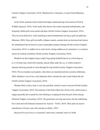 37
Carolina Trappers Association, 2014). Muskrats have a baculum, or a penis bond (Bateman,
2003).
In the North, muskrats tend to build mud lodges called push-ups (Association of Fish &
Wildlife Agencies, 2014). In the south, they burrow into stream and pond embankments, and
frequently inhibit golf course ponds and lakes (North Carolina Trappers Association, 2014).
They are most destructive, when tunneling in pond embankments serving as golf cart pathways
(Bateman, 2003). Once golf cart traffic collapses tunnels, muskrat dens are destroyed and release
the embankment has be known to cause catastrophic property damage (North Carolina Trappers
Association, 2014). A sudden rise in water levels, during sudden severe rainstorms, is a common
reason for muskrat mortalities (North Carolina Trappers Association, 2014).
Muskrats are best trapped using a single long spring foothold trap set as a drowning set,
or a 110 body trap, which kills instantly, placed either under the ice, or within muskrat’s
channels allowing animals to swim through the trap (North Carolina Trappers Association,
2014). The two muskrat scent glands, when dried, are manufactured into cosmetics (Bateman,
2003). Muskrat is one of two, only furbearers that is skinned fur side in and without the tail
(North Carolina Trappers Association, 2014).
Muskrat flesh is eaten; meat is very lean and dark, similar in taste to raccoon (North Carolina
Trappers Association, 2014). The leanness of the flesh reflects the of lack of fat, which means a
trapper generally has to spend less time fleshing or scraping fat from the pelt, before drying
(National Trappers Association, 2014). The guard hairs are long and course, but the underlining
fur is short and soft (National American Fur Auction – NAFA, 2014). Their pelts are used in
manufacture of luxury coats, hats and gloves (Harte, 1991).
Raccoon (Procyon lotor) is a nocturnal, omnivorous, mammal, native to North
 