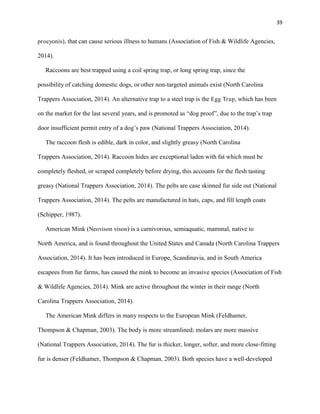39
procyonis), that can cause serious illness to humans (Association of Fish & Wildlife Agencies,
2014).
Raccoons are best trapped using a coil spring trap, or long spring trap, since the
possibility of catching domestic dogs, or other non-targeted animals exist (North Carolina
Trappers Association, 2014). An alternative trap to a steel trap is the Egg Trap, which has been
on the market for the last several years, and is promoted as “dog proof”, due to the trap’s trap
door insufficient permit entry of a dog’s paw (National Trappers Association, 2014).
The raccoon flesh is edible, dark in color, and slightly greasy (North Carolina
Trappers Association, 2014). Raccoon hides are exceptional laden with fat which must be
completely fleshed, or scraped completely before drying, this accounts for the flesh tasting
greasy (National Trappers Association, 2014). The pelts are case skinned fur side out (National
Trappers Association, 2014). The pelts are manufactured in hats, caps, and fill length coats
(Schipper, 1987).
American Mink (Neovison vison) is a carnivorous, semiaquatic, mammal, native to
North America, and is found throughout the United States and Canada (North Carolina Trappers
Association, 2014). It has been introduced in Europe, Scandinavia, and in South America
escapees from fur farms, has caused the mink to become an invasive species (Association of Fish
& Wildlife Agencies, 2014). Mink are active throughout the winter in their range (North
Carolina Trappers Association, 2014).
The American Mink differs in many respects to the European Mink (Feldhamer,
Thompson & Chapman, 2003). The body is more streamlined; molars are more massive
(National Trappers Association, 2014). The fur is thicker, longer, softer, and more close-fitting
fur is denser (Feldhamer, Thompson & Chapman, 2003). Both species have a well-developed
 