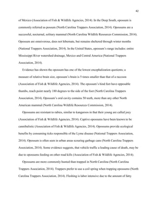 42
of Mexico (Association of Fish & Wildlife Agencies, 2014). In the Deep South, opossum is
commonly referred as possum (North Carolina Trappers Association, 2014). Opossums are a
successful, nocturnal, solitary mammal (North Carolina Wildlife Resources Commission, 2014).
Opossum are omnivorous, does not hibernate, but remains sheltered through winter months
(National Trappers Association, 2014). In the United States, opossum’s range includes: entire
Mississippi River watershed drainage, Mexico and Central America (National Trappers
Association, 2014).
Evidence has shown the opossum has one of the lowest encephalization quotients; a
measure of relative brain size, opossum’s brain is 5 times smaller than that of a raccoon
(Association of Fish & Wildlife Agencies, 2014). The opossum’s hind feet have opposable
thumbs, reach point nearly 180 degrees to the side of the foot (North Carolina Trappers
Association, 2014). Opossum’s oral cavity contains 50 teeth, more than any other North
American mammal (North Carolina Wildlife Resources Commission, 2014).
Opossums are resistant to rabies, similar to kangaroos in that their young are called joey
(Association of Fish & Wildlife Agencies, 2014). Captive opossums have been known to be
cannibalistic (Association of Fish & Wildlife Agencies, 2014). Opossums provide ecological
benefits by consuming ticks responsible of the Lyme disease (National Trappers Association,
2014). Opossum is often seen in urban areas scouring garbage cans (North Carolina Trappers
Association, 2014). Some evidence suggests, that vehicle traffic a leading cause of death, may be
due to opossums feeding on other road kills (Association of Fish & Wildlife Agencies, 2014).
Opossums are more commonly hunted than trapped in North Carolina (North Carolina
Trappers Association, 2014). Trappers prefer to use a coil spring when trapping opossums (North
Carolina Trappers Association, 2014). Fleshing is labor intensive due to the amount of fatty
 