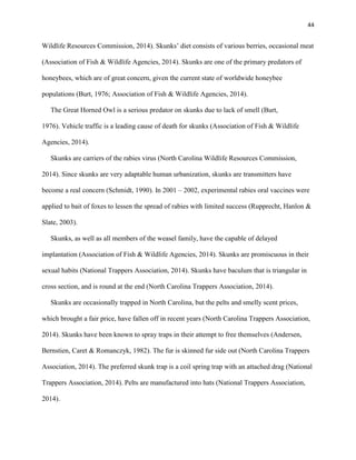 44
Wildlife Resources Commission, 2014). Skunks’ diet consists of various berries, occasional meat
(Association of Fish & Wildlife Agencies, 2014). Skunks are one of the primary predators of
honeybees, which are of great concern, given the current state of worldwide honeybee
populations (Burt, 1976; Association of Fish & Wildlife Agencies, 2014).
The Great Horned Owl is a serious predator on skunks due to lack of smell (Burt,
1976). Vehicle traffic is a leading cause of death for skunks (Association of Fish & Wildlife
Agencies, 2014).
Skunks are carriers of the rabies virus (North Carolina Wildlife Resources Commission,
2014). Since skunks are very adaptable human urbanization, skunks are transmitters have
become a real concern (Schmidt, 1990). In 2001 – 2002, experimental rabies oral vaccines were
applied to bait of foxes to lessen the spread of rabies with limited success (Rupprecht, Hanlon &
Slate, 2003).
Skunks, as well as all members of the weasel family, have the capable of delayed
implantation (Association of Fish & Wildlife Agencies, 2014). Skunks are promiscuous in their
sexual habits (National Trappers Association, 2014). Skunks have baculum that is triangular in
cross section, and is round at the end (North Carolina Trappers Association, 2014).
Skunks are occasionally trapped in North Carolina, but the pelts and smelly scent prices,
which brought a fair price, have fallen off in recent years (North Carolina Trappers Association,
2014). Skunks have been known to spray traps in their attempt to free themselves (Andersen,
Bernstien, Caret & Romanczyk, 1982). The fur is skinned fur side out (North Carolina Trappers
Association, 2014). The preferred skunk trap is a coil spring trap with an attached drag (National
Trappers Association, 2014). Pelts are manufactured into hats (National Trappers Association,
2014).
 