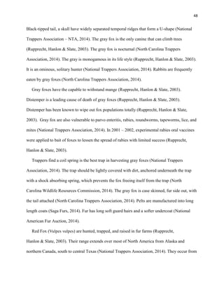 48
Black-tipped tail, a skull have widely separated temporal ridges that form a U-shape (National
Trappers Association – NTA, 2014). The gray fox is the only canine that can climb trees
(Rupprecht, Hanlon & Slate, 2003). The gray fox is nocturnal (North Carolina Trappers
Association, 2014). The gray is monogamous in its life style (Rupprecht, Hanlon & Slate, 2003).
It is an ominous, solitary hunter (National Trappers Association, 2014). Rabbits are frequently
eaten by gray foxes (North Carolina Trappers Association, 2014).
Gray foxes have the capable to withstand mange (Rupprecht, Hanlon & Slate, 2003).
Distemper is a leading cause of death of gray foxes (Rupprecht, Hanlon & Slate, 2003).
Distemper has been known to wipe out fox populations totally (Rupprecht, Hanlon & Slate,
2003). Gray fox are also vulnerable to parvo enteritis, rabies, roundworms, tapeworms, lice, and
mites (National Trappers Association, 2014). In 2001 – 2002, experimental rabies oral vaccines
were applied to bait of foxes to lessen the spread of rabies with limited success (Rupprecht,
Hanlon & Slate, 2003).
Trappers find a coil spring is the best trap in harvesting gray foxes (National Trappers
Association, 2014). The trap should be lightly covered with dirt, anchored underneath the trap
with a shock absorbing spring, which prevents the fox freeing itself from the trap (North
Carolina Wildlife Resources Commission, 2014). The gray fox is case skinned, fur side out, with
the tail attached (North Carolina Trappers Association, 2014). Pelts are manufactured into long
length coats (Saga Furs, 2014). Fur has long soft guard hairs and a softer undercoat (National
American Fur Auction, 2014).
Red Fox (Vulpes vulpes) are hunted, trapped, and raised in fur farms (Rupprecht,
Hanlon & Slate, 2003). Their range extends over most of North America from Alaska and
northern Canada, south to central Texas (National Trappers Association, 2014). They occur from
 