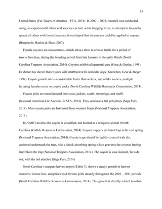 51
United States (Fur Takers of America – FTA, 2014). In 2002 – 2003, research was conducted
using, an experimental rabies oral vaccines as bait, while trapping foxes, in attempt to lessen the
spread of rabies with limited success, it was hoped that the process could be applied to coyotes
(Rupprecht, Hanlon & Slate, 2003).
Female coyotes are monoestrous, which allows them to remain fertile for a period of
two to five days, during the breeding period from late January to the early March (North
Carolina Trappers Association, 2014). Coyotes exhibit alloparental care (Gese & Grothe, 1995).
Evidence has shown that coyotes will interbreed with domestic dogs (Knowlton, Gese & Jaeger,
1999). Coyote growth rate is considerable faster than wolves, and unlike wolves, multiple
lactating females occur in coyote packs (North Carolina Wildlife Resources Commission, 2014).
Coyote pelts are manufactured into coats, jackets, scarfs, trimmings, and muffs
(National American Fur Auction - NAFA, 2014). They continue a fair pelt prices (Saga Furs,
2014). Most coyote pelts are harvested from western States (National Trappers Association,
2014).
In North Carolina, the coyote is classified, and hunted as a nongame animal (North
Carolina Wildlife Resources Commission, 2014). Coyote trappers preferred trap is the coil spring
(National Trappers Association, 2014). Coyote traps should be lightly covered with dirt,
anchored underneath the trap, with a shock absorbing spring which prevents the coyotes freeing
itself from the trap (National Trappers Association, 2014). The coyote is case skinned, fur side
out, with the tail attached (Saga Furs, 2014).
North Carolina’s trappers harvest report (Table 7), shows a steady growth in harvest
numbers, license fees, and prices paid for raw pelts steadily throughout the 2002 – 2011 periods
(North Carolina Wildlife Resources Commission, 2014). This growth is directly related to urban
 