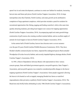 52
sprawl rise in real estate development, continues to create new habitat for muskrats, increasing
harvest rates and future pelt prices (North Carolina Trappers Association, 2014). In large
metropolitan cities like Charlotte, North Carolina, real estate growth can be attributed to
completion of large apartment complexes, which provides includes a pond for residents for
recreational opportunities like fishing, jogging and feeding waterfowl, while at the same time
quickly attracting muskrats, providing local trappers new sources for trapping opportunities
(North Carolina Trappers Association, 2014). Accompanying rapid real estate growth brings
construction of golf courses also creating excellent muskrat habitat, and an excellent supply of
animals for local trappers to harvest (North Carolina Trappers Association, 2014).
In the eastern half of North Carolina, beavers have become more a severe nuisance
over the past 20 years (North Carolina Wildlife Resources Commission, 2014). They have
flooded valuable commercial pine tree farms, impacted the endangered species Red-cockaded
Woodpecker (Picoides borealis) habitat, and severely impeded highway drainage ditches (North
Carolina Trapper’s Association, 2014).
In 1985, a Beaver Depredation Advisory Board, with representatives from: various
concern groups, State and federal government agencies, non-profit agencies, State Trapper’s
Association, and non-profit agencies was created to considered possible changes to the beaver
trapping regulations (North Carolina Trapper’s Association). Some people suggested: allowing
the beaver to be hunted as well as trapped, managing flooded tree farms as waterfowl
impoundments either privately or publicly (North Carolina Trapper’s Association, 2014). The
Board met only briefly before disbanding in early 1986 (North Carolina Trapper’s Association).
 