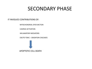 SECONDARY PHASE
IT INVOLVES CONTRIBUTIONS OF:
MITOCHONDRIAL DYSFUNCTION
CASPASE ACTIVATION
INFLAMATORY MEDIATORS
EXCITO TOXIC – OXIDATION CASCADES
APOPTOTIC CELL DEATH
 