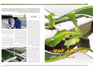 الزراعة المائية في الإمارات
