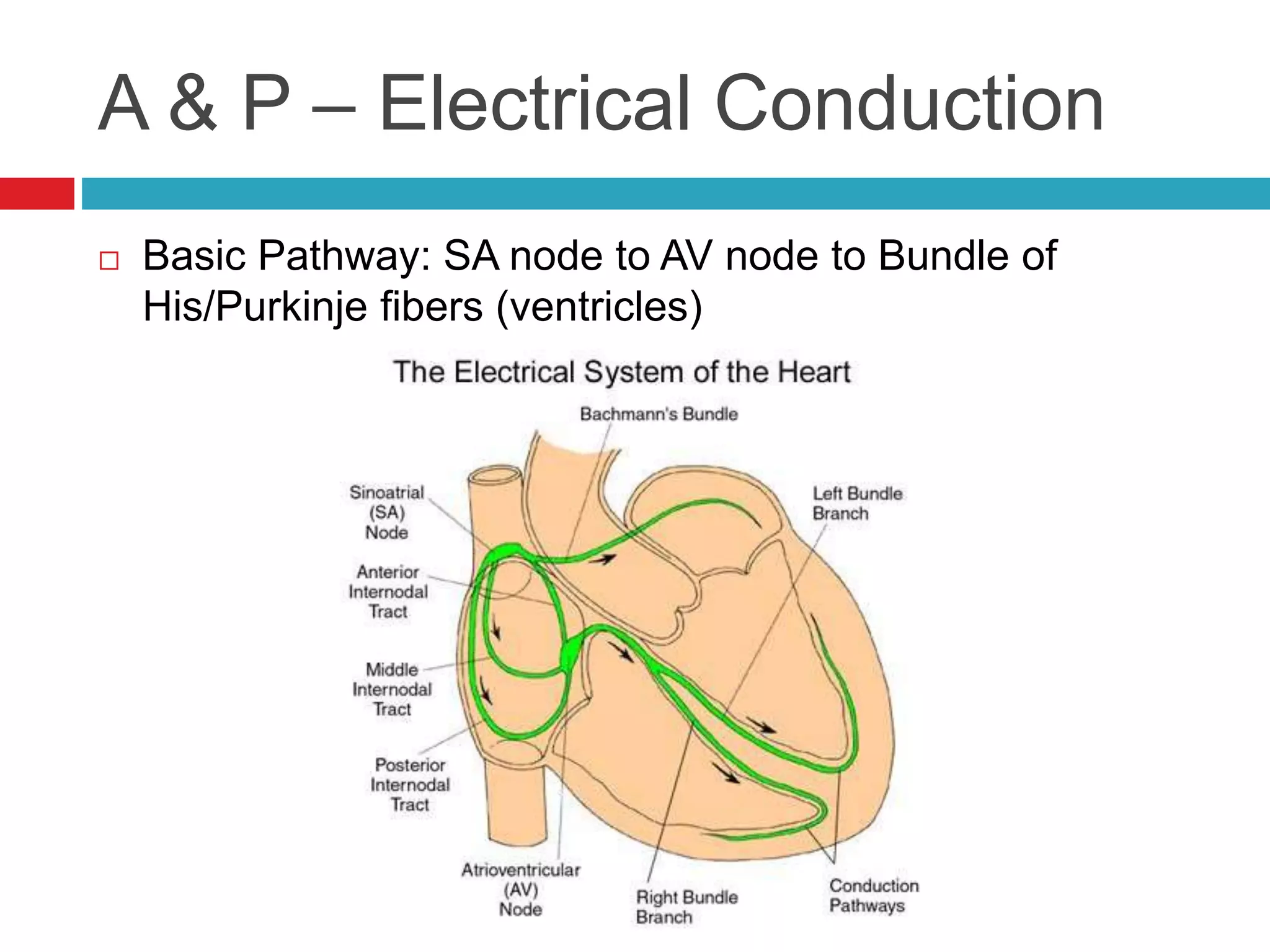 A & P – Electrical Conduction
 Basic Pathway: SA node to AV node to Bundle of
His/Purkinje fibers (ventricles)
 