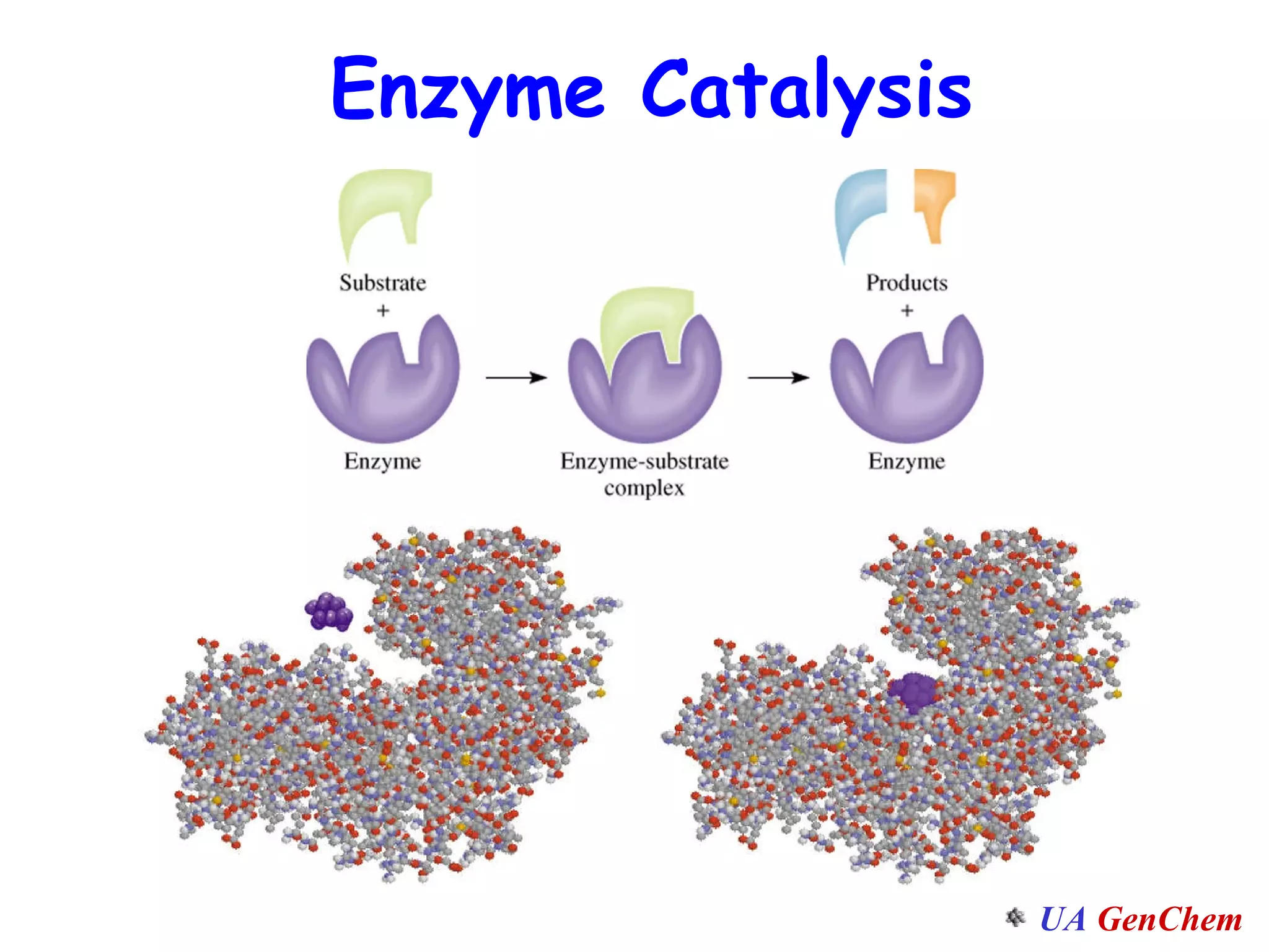 Enzyme Catalysis 