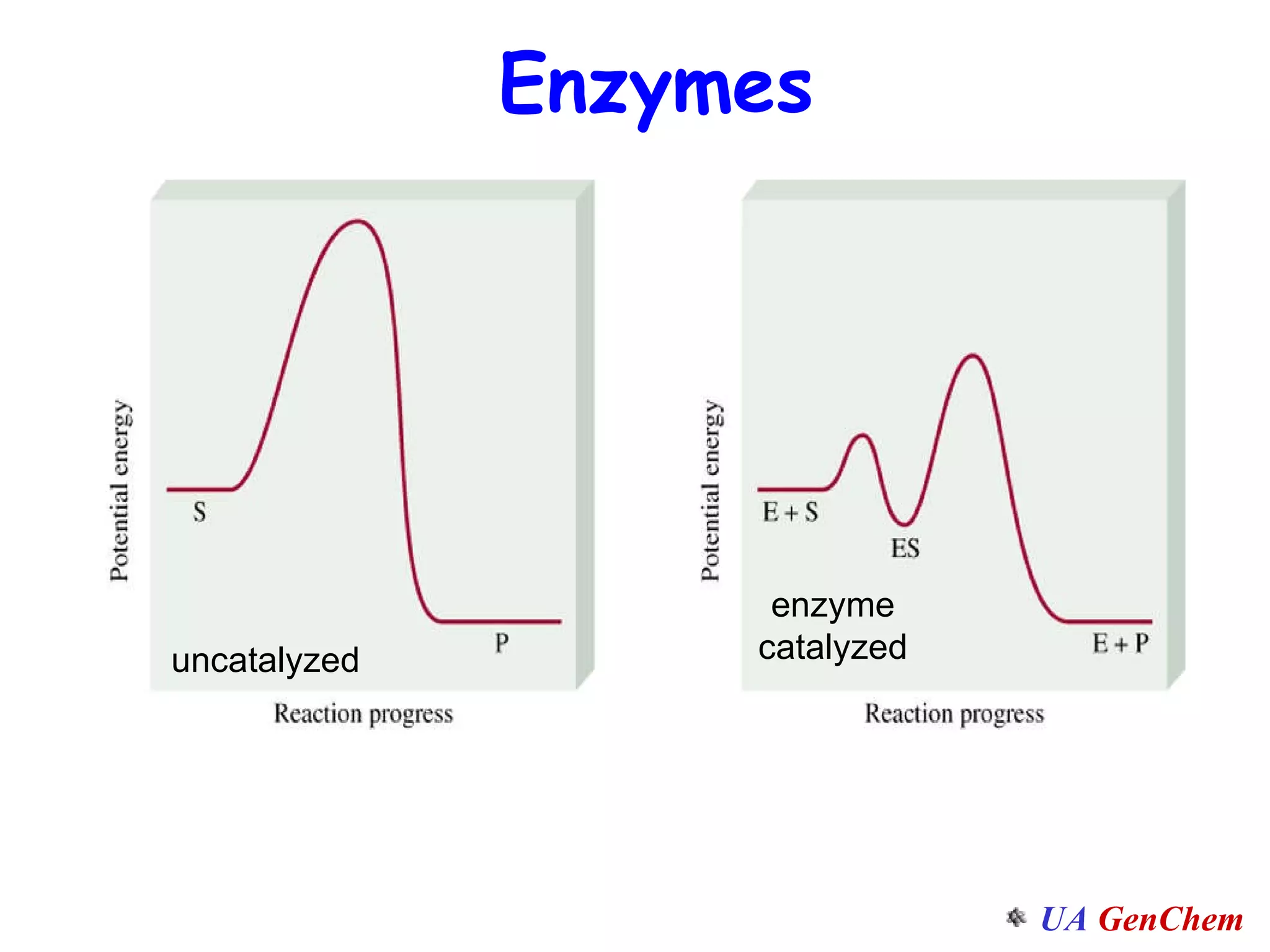Enzymes uncatalyzed enzyme catalyzed 