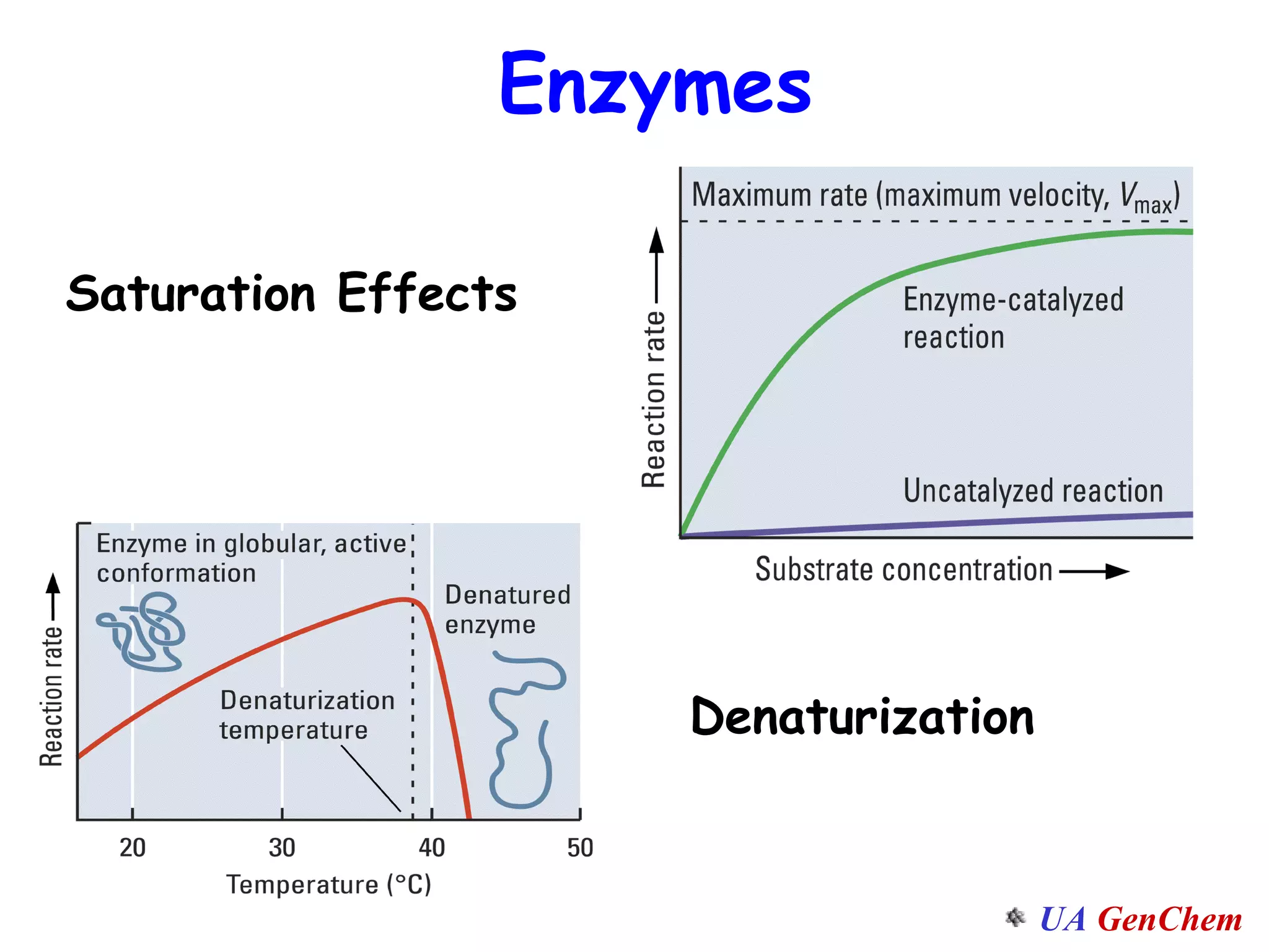 Enzymes Saturation Effects Denaturization 