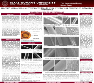 TWU Department of Biology
Denton, Texas
TWU Department of Biology TWU Department of Biology TWU Department of Biology
ELECTRON MICROSCOPE AS AN INVESTIGATIVE TOOL TO STUDY EFFECT OF HAIR COSMETICS ON HUMAN HAIR
MORPHOLOGY
MAMTA KUMAR AND DR.WESTMORELAND
ABSTRACT
INTRODUCTION
PURPOSE
METHODS
RESULTS
CONCLUSIONS
Hair Shaft: Hair is an epidermal structure
consisting of the hair follicle and the hair shaft. The
hair shaft has three major parts; from the outside to
the inside they are: the cuticle, the cortex and the
medulla (see fig. 1). Hair is made up of protein,
lipid, water, melanin, and trace elements. The
cortex is the main bulk of the hair, which is made of
keratin filaments arranged parallel to longitudinal
axis of the hair shaft. Multiple keratin filaments
make covalent disulphide bonds between the
sulphur-containing amino acid molecules of
cysteine. Disulphide bonds are responsible for the
shape, stability, and texture of the hair. The cuticle
is made up of 6-8 layers of flattened overlapping
cells with their free edges pointing upward to the
tip of hair shaft (see fig. 1). Normal hair has a
smooth appearance, which allows light to reflect
and is responsible for the luster and texture of the
hair (see fig. 2). The hair follicle is not affected in
cosmetic hair procedures or treatments, but the hair
shaft may be affected (Sinclair 2007).
Hair weathering: Hair weathering is the
progressive degeneration of hair from root to the tip
due to environmental and cosmetic factors. For
example, free margin of the cuticle cells lift up and
break irregularly, thus altering hair texture (see
figures 3,4,10,11). Similarly, many keratin fibers
lose overlapping cuticle cells and show longitudinal
fissures (see fig. 5). In severely damaged hair,
cortical cells may be totally exposed giving a ‘split
ends’ appearance sometimes looking like a paint
brush (Dawber 2002).
Cosmetic Chemicals: Hair cosmetics alter anatomy
of the hair fiber. For example, hydrogen peroxide
used in hair bleach is an oxidizing agent,
responsible for altering the physical properties of
the hair, which is visible under the electron
microscope as weathering of the hair shaft (Dawber
2002).
DISCUSSION
This research paper is my reflection on the inquiry
method of learning science, using the scanning
electron microscope as the investigation tool. This
study was an attempt to find the effect of various
chemicals used in hair cosmetics on the
morphology of human hair. The hair shaft consists
of an outer lipid epicuticle and a layer of flattened
cuticle cells surrounding the elongated cortical
cells. Some chemicals used in hair products cause
progressive degeneration of cuticle cells in the
form of longitudinal fissures. The hypothesis
tested in this experiment is that chemicals such as,
alcohol, hydrogen peroxide, vinegar and lemon
juice alter hair morphology. The control of the
study is untreated scalp hair of a 4-year-old girl.
Hair samples from the same source were treated
with chemicals for a fixed duration of time. The
hair morphology micrographs from this study are
also compared with published micrographs.
This study was an attempt to find the effect of hair
cosmetics on the morphology of hair. Hair cosmetics may
alter hair morphology and accelerate the weathering of hair.
In addition, this study focused on using the electron
microscope as an investigation tool for implementing the
inquiry method of learning science. This experimental
research was the pilot project and was developed through an
initial experience of exploring different hair samples from
various sources such as, human scalp hair, dog, and cat hair
(See figures 6,7,8) . Therefore, the questions generated
during the research and my prior experience with hair
cosmetics helped me begin my journey towards using the
electron microscope as the inquiry tool to study hair
morphology.
Electron Micrographs human scalp hair
Based on the comparison of
electron micrographs, it appears
that alcohol causes maximum
weathering of hair cuticle in the
form of broken cuticle, followed
by hydrogen peroxide, and lemon
juice. However, vinegar does not
cause any weathering of hair
cuticle.
Fig 3. SEM showing minimal
weathering of cuticle with chipped
cuticle cells
Fig 5 SEM showing severe
weathering and loss of the cuticle
Fig 1,2,3, 4 : Published Micrographs of Human Hair
(Harrison and Sinclair 2004)
Fig 2 .SEM of normal overlapping
cuticle cells
Fig 4 Scanning Electron
micrograph showing
weathering of cuticle with
lifting of cuticle cells
Scalp hair samples of a 4yr old girl were treated with each
of the following: hydrogen peroxide (3%), white vinegar,
lemon juice (Readymade commercial brand), and
isopropyl alcohol (50%). The hair samples were left in the
cosmetic chemical overnight (12 hours) and electron
micrograph pictures were compared to published
micrographs.
From left to right - Fig 9, 10, 11 – Hair sample treated with Alcohol – at Magnifications – 1000X, 2000X and 5000X
From left to right - Fig 12, 13, 14 – Hair sample treated with Hydrogen Peroxide – at Magnifications – 500X, 1000X and 1500X
From left to right - Fig 15, 16, 17 – Hair sample treated with Lemon Juice – at Magnifications – 1500X, 2500X and 4000X
From left to right - Fig 18, 19, 20– Hair sample treated with Vinegar – at Magnifications – 1000X, 1500X and 4000X
Hair samples treated with alcohol, hydrogen peroxide and lemon juice accelerate weathering of hair
cuticle as visible in electron micrographs (see figures 9-17). However, vinegar does not alter the
morphology of hair (see figures 18-20). In addition, the hair samples from different mammals show
distinct structural differences as visible in the electron micrographs in the form of thickness of hair
and arrangement of cuticle cells on the hair shaft (see figures 6-8). However, more research is required
for identifying hair samples from different animals.
This study is the pilot project
inspired by initial exploration of
different hair samples from a dog, a
cat, and a human. It is difficult to
draw final conclusion about which
hair chemical used in the
experiment caused hair weathering
due to many reasons. For example,
the micrographs compared are at
different magnifications due to
charging of the hair sample. In
addition, the assumption was made
that the hair sample was
undamaged and that the hair
weathering was induced only by
the chemicals used in the study. An
attempt was made to reduce
charging of the hair sample by
using liquid carbon and by
adjusting the height of the stub.
However, the charging continued
and the cause of charging was
unpredictable. Many questions
remain unanswered during the
study and finding answers to these
questions will be the scope for
future studies. For example, is it
possible to measure the hair
dimensions and use these
measurements in forensic science?
Does hair from different body parts
of the same animal has same
structure and dimensions? Is it
possible to reverse the weathering
of hair caused by the use of hair
cosmetics? Therefore, this pilot
project provided a true inquiry-
based learning experience and
could be the basis for further
research in studying the effect of
hair cosmetics on structure of hair.
Harrison and Sinclair. 2004. Hair colouring, styling and
structure. J Cosmet Dermatol. 2:180-185.
Sinclair R. 2007. Healthy Hair: What is it? J Investig
Dermatol Symp Proc. 12:2-5.
Dawber R. 2002. Cosmetic and medical causes of hair
weathering. J Cosmet Dermatol. 1:196-201.
Fig 1. Hair Shaft Cross Section. Available from:
http://www.hairremoval4guys.com/images/Hair_Shaft_Cross_Section.jpg.
Fig 6. Untreated Human scalp Hair sample – Control - 1000X Fig 7. Cat Hair - 1000X Fig 8. Dog Hair – 1000X
ACKNOWLEDGEMENTREFERENCES
My sincere thanks to
Dr.Westmoreland for facilitating
this study and providing the true
inquiry based learning experience.
Also, I thank Ms.Cathy Boyles
(Wildlife Administrator) for
helping me search research
information on mammalian hair.
 