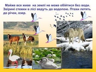 Майже все живе на землі не може обійтися без води. 
Звірині стежки в лісі ведуть до водопою. Птахи летять 
до річок, озер. 
 