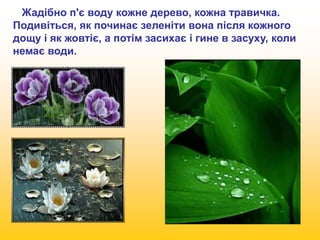 Жадібно п'є воду кожне дерево, кожна травичка. 
Подивіться, як починає зеленіти вона після кожного 
дощу і як жовтіє, а потім засихає і гине в засуху, коли 
немає води. 
 