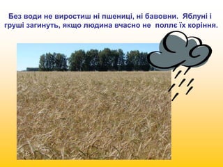 Без води не виростиш ні пшениці, ні бавовни. Яблуні і 
груші загинуть, якщо людина вчасно не поллє їх коріння. 
 