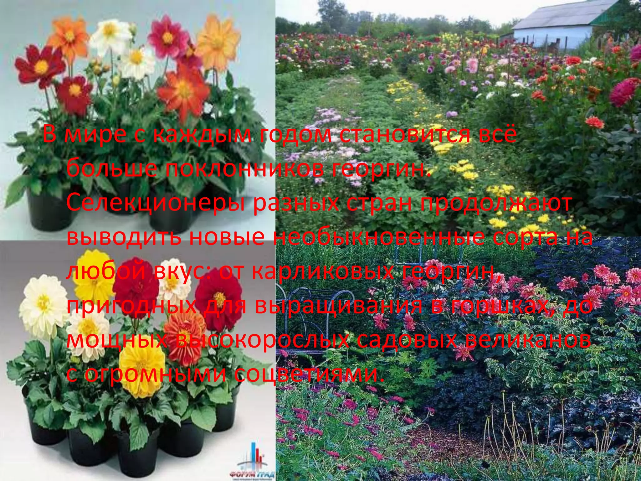В мире с каждым годом становится всё
больше поклонников георгин.
Селекционеры разных стран продолжают
выводить новые необыкновенные сорта на
любой вкус: от карликовых георгин,
пригодных для выращивания в горшках, до
мощных высокорослых садовых великанов
с огромными соцветиями.
 