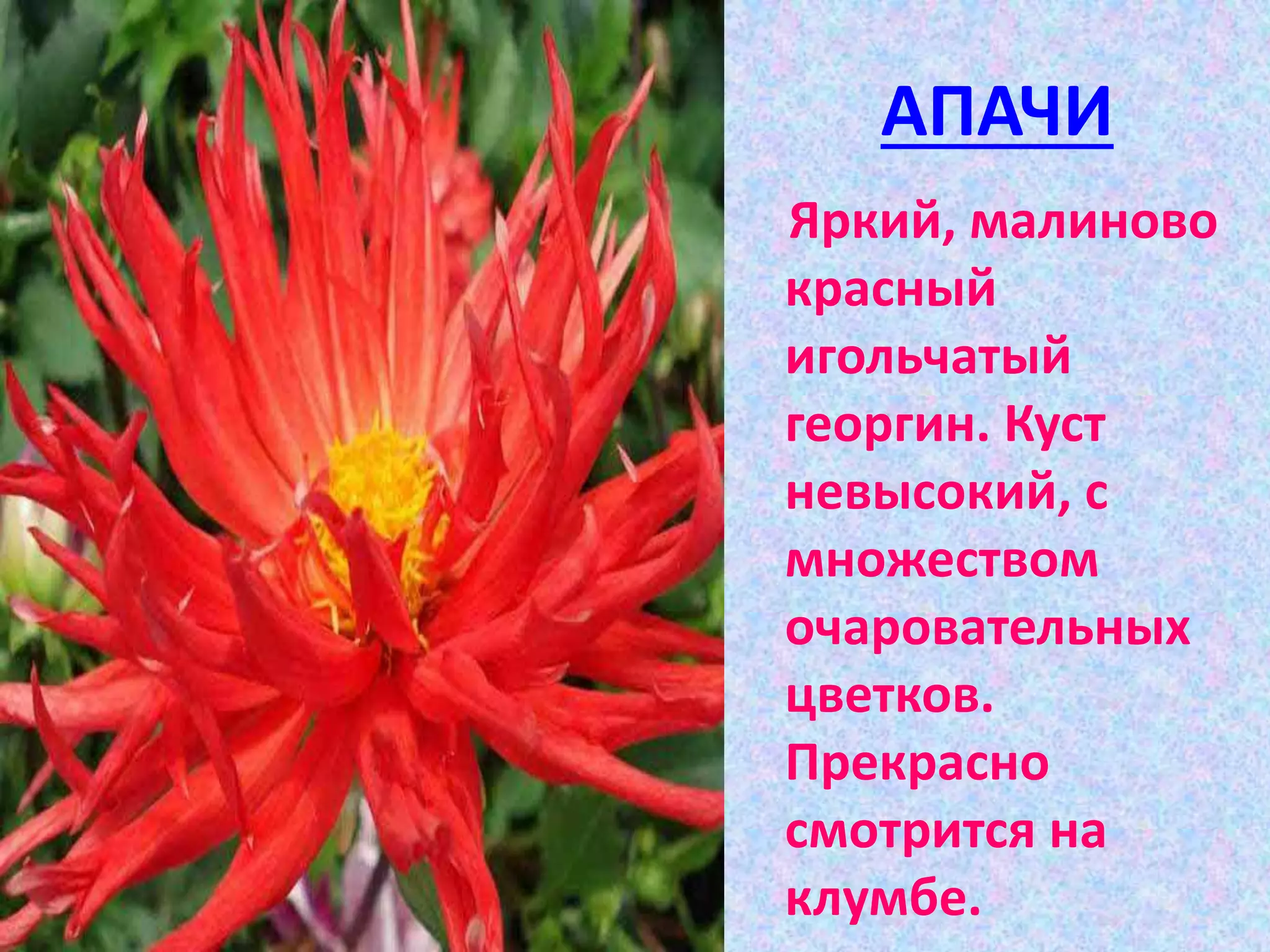 АПАЧИ
Яркий, малиново
красный
игольчатый
георгин. Куст
невысокий, с
множеством
очаровательных
цветков.
Прекрасно
смотрится на
клумбе.
 