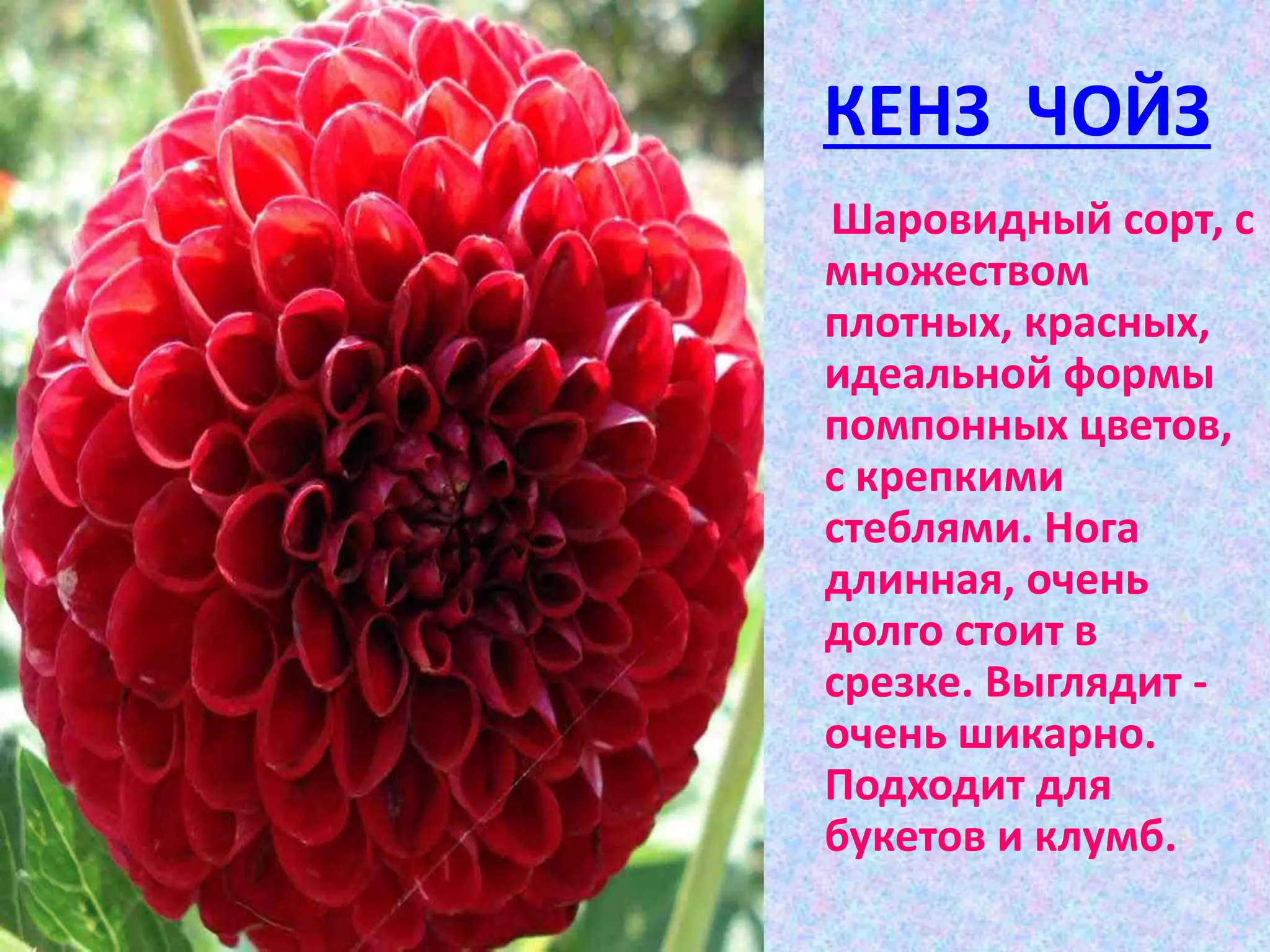 КЕНЗ ЧОЙЗ
Шаровидный сорт, с
множеством
плотных, красных,
идеальной формы
помпонных цветов,
с крепкими
стеблями. Нога
длинная, очень
долго стоит в
срезке. Выглядит -
очень шикарно.
Подходит для
букетов и клумб.
 