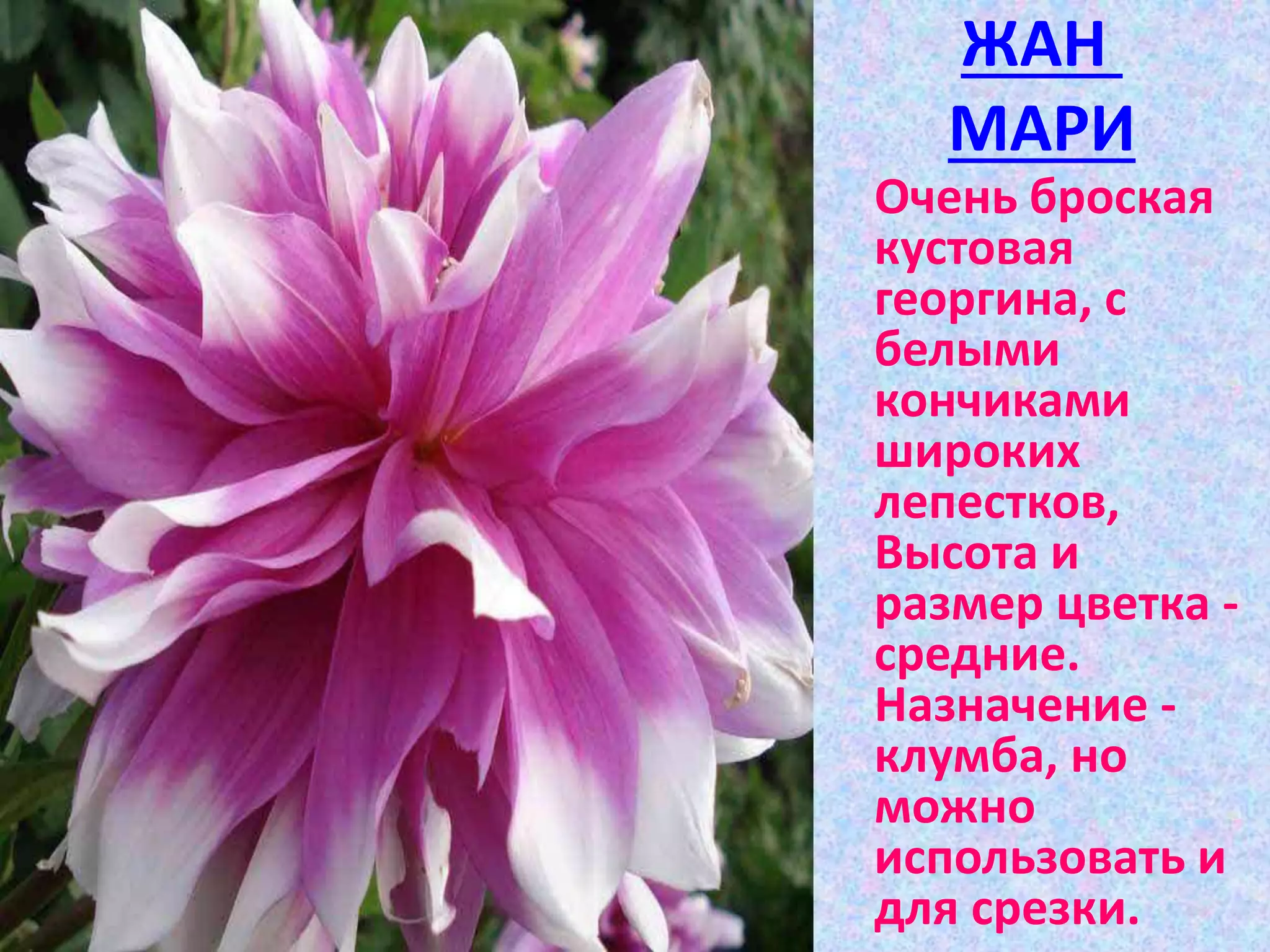 ЖАН
МАРИ
Очень броская
кустовая
георгина, с
белыми
кончиками
широких
лепестков,
Высота и
размер цветка -
средние.
Назначение -
клумба, но
можно
использовать и
для срезки.
 